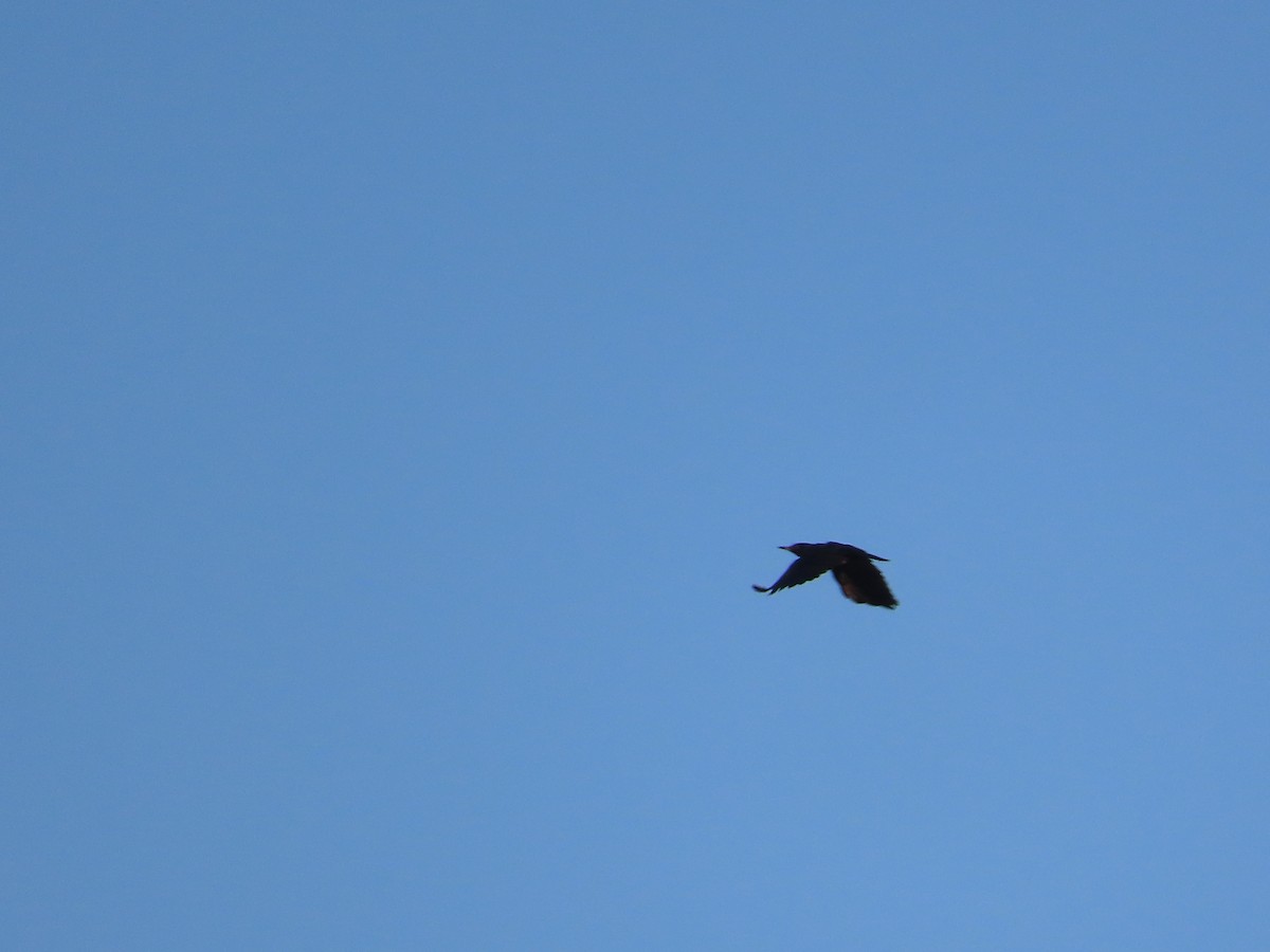 Lewis's Woodpecker - ML642262997