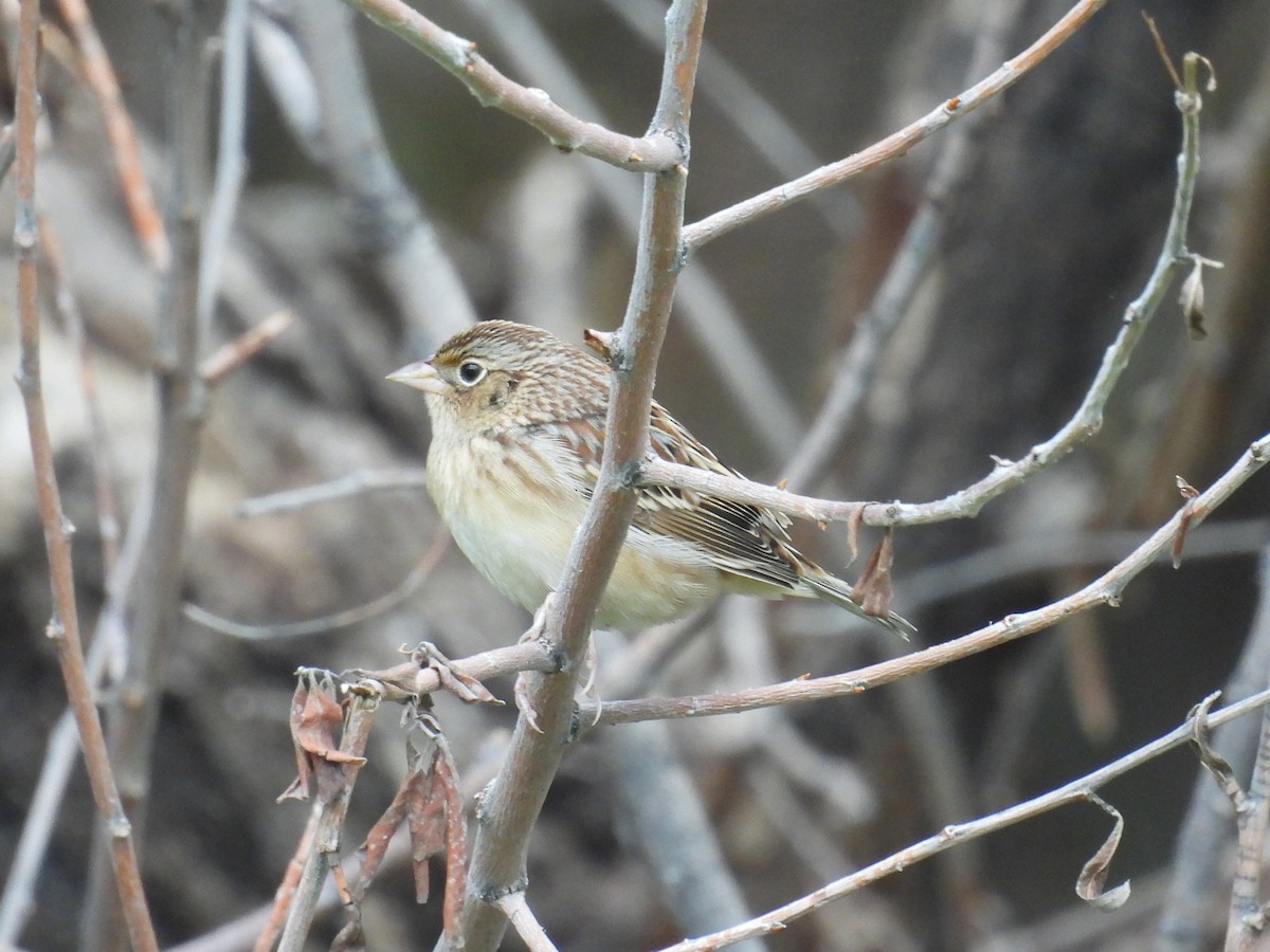 Grasshopper Sparrow - ML642263009