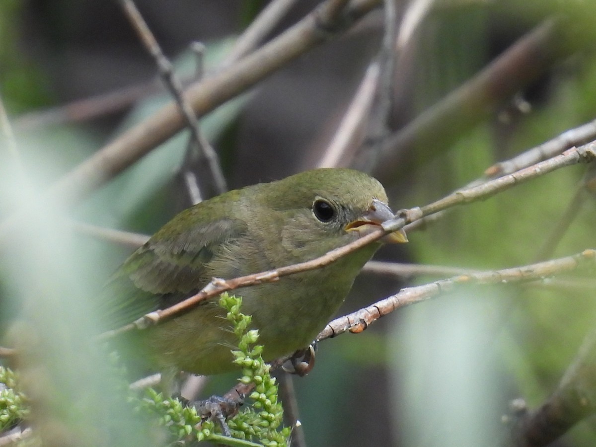 Painted Bunting - ML642263016