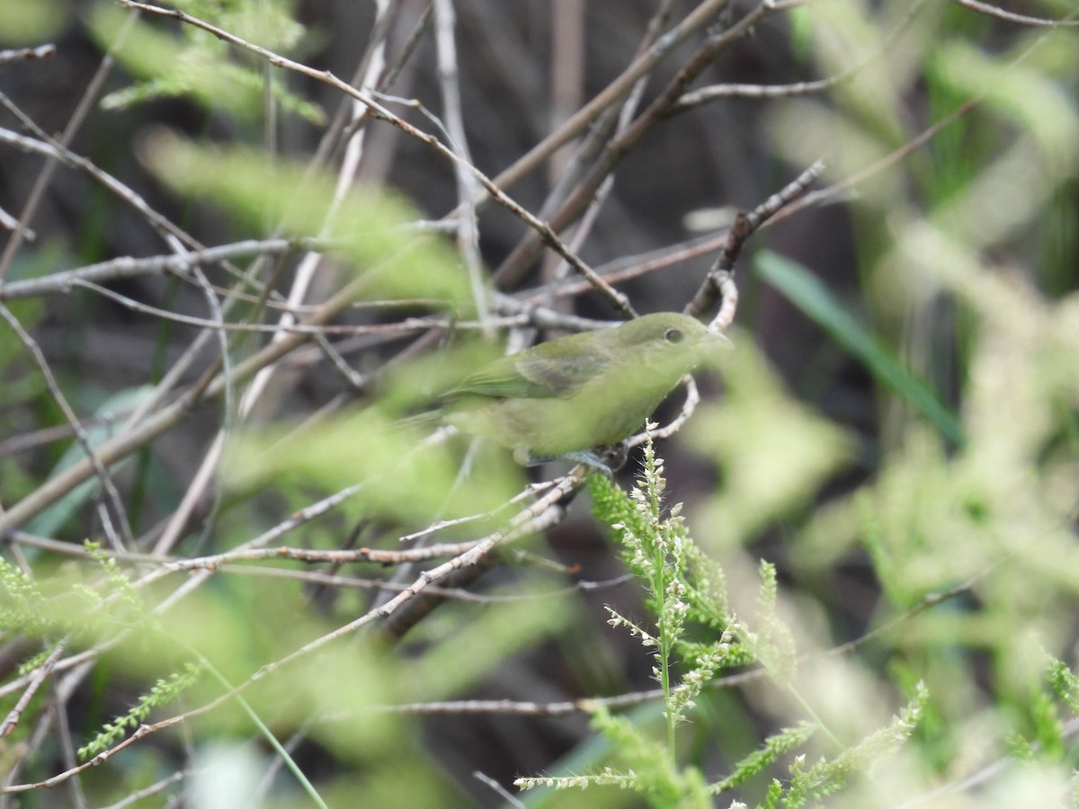 Painted Bunting - ML642263019