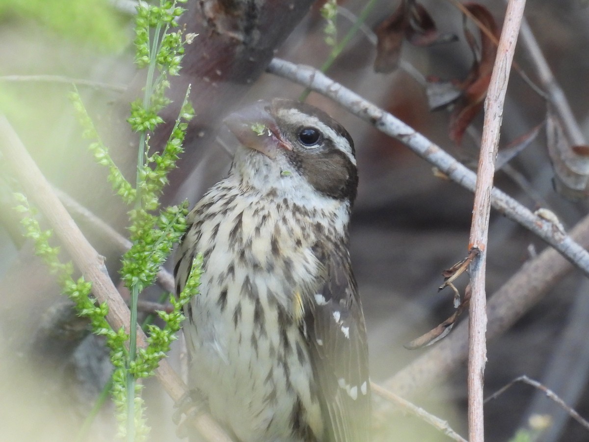 Rose-breasted Grosbeak - ML642263034
