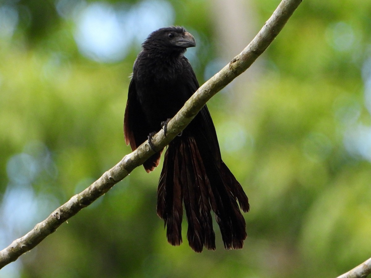 Groove-billed Ani - ML642263090