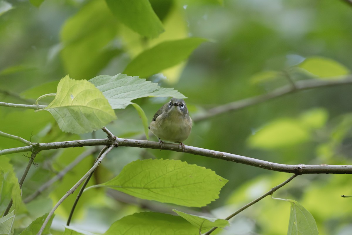 Reinita Azulada - ML642263094