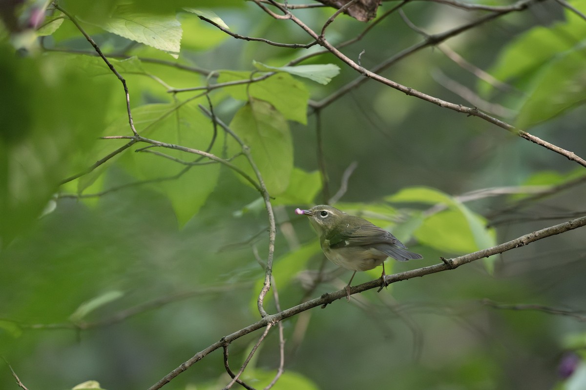 Reinita Azulada - ML642263095