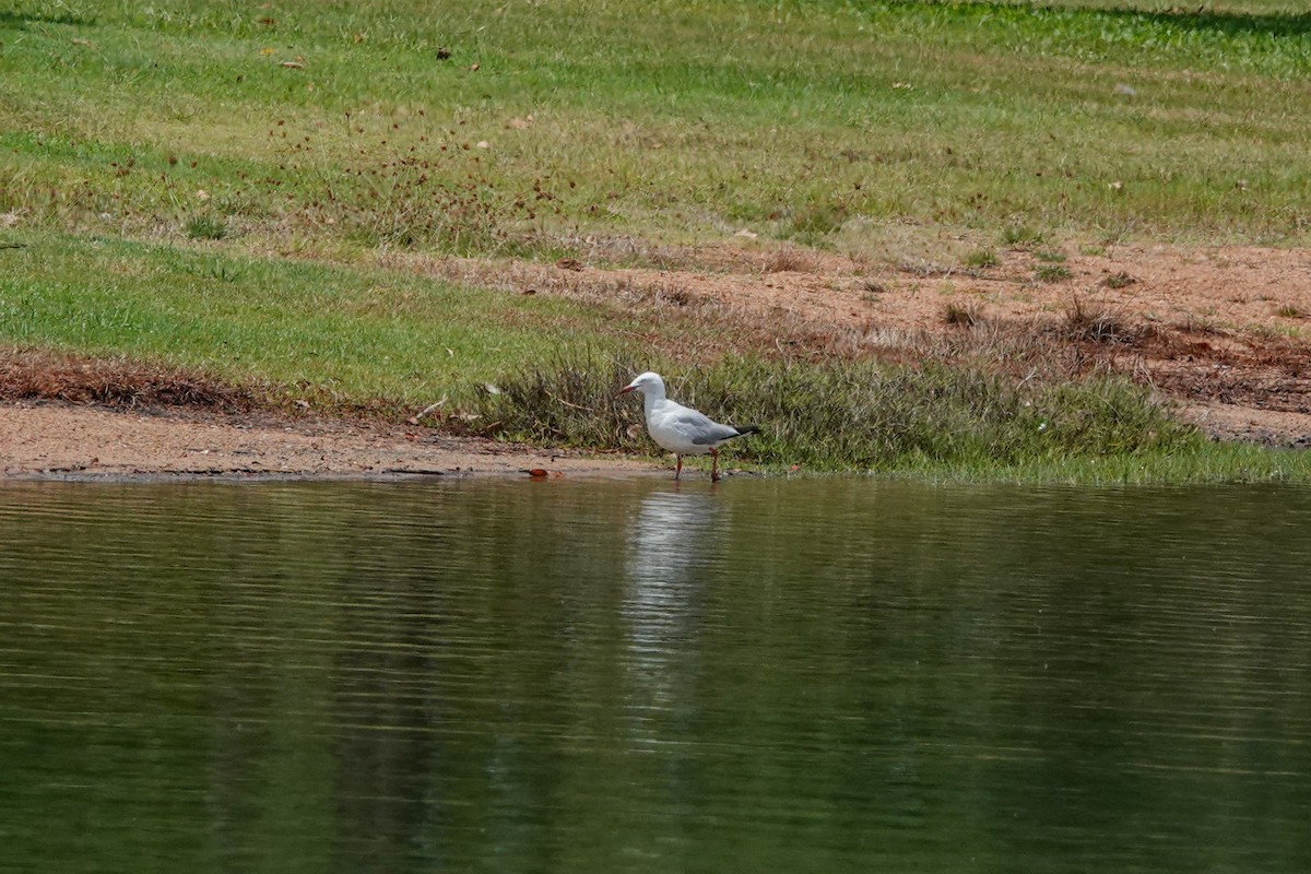 Silver Gull (Silver) - ML642263099