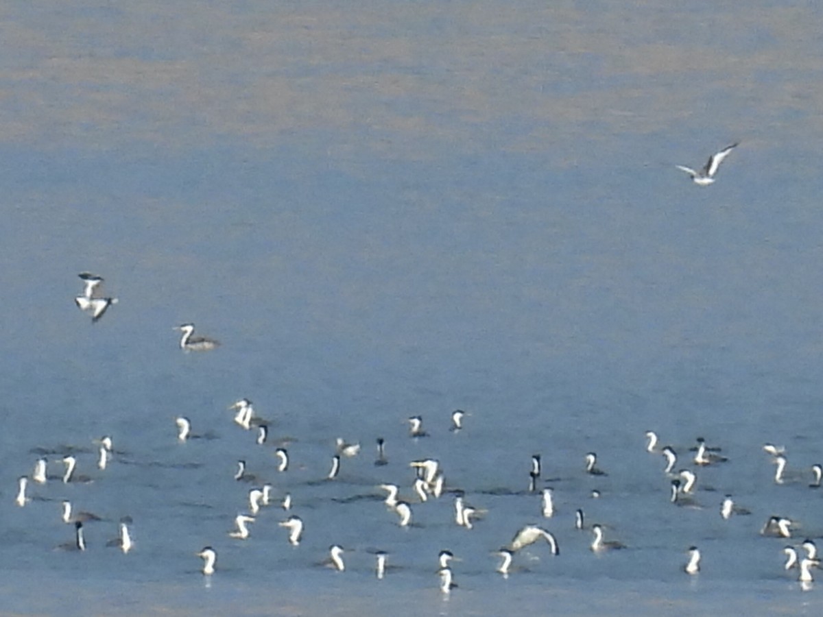 Sabine's Gull - ML642263107