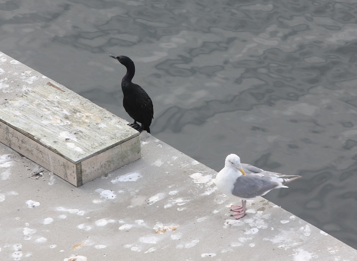 Pelagic Cormorant - ML642263112