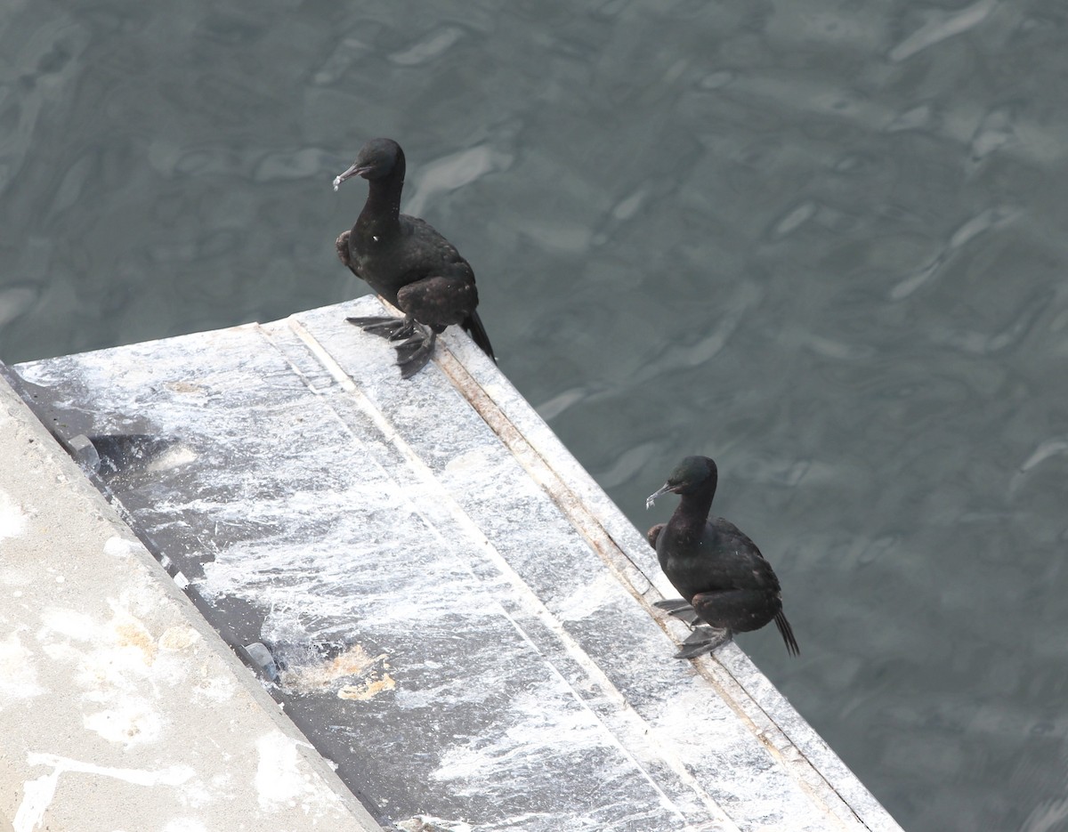 Pelagic Cormorant - ML642263113
