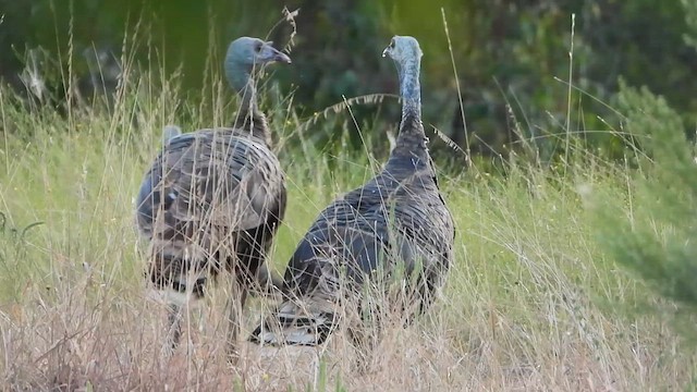 Wild Turkey - ML642263136