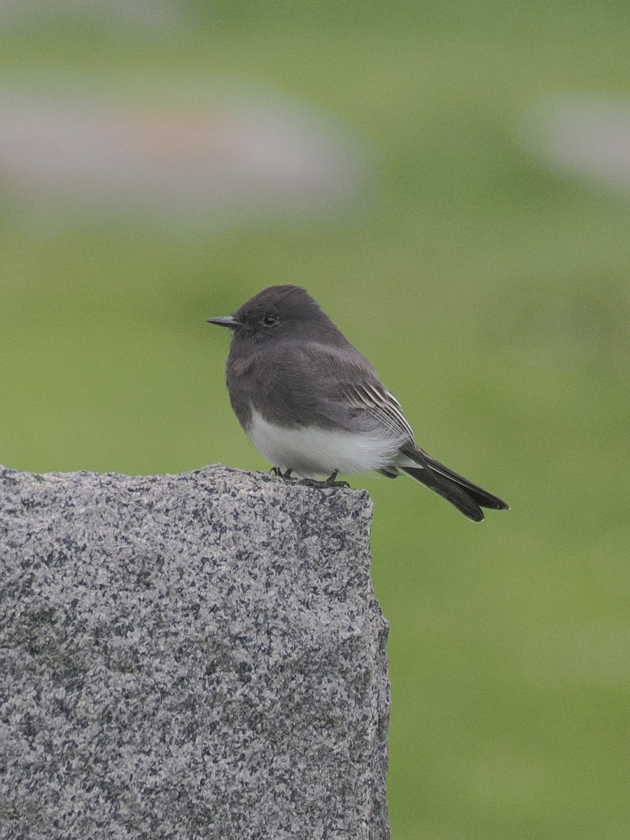 Black Phoebe - ML642263138