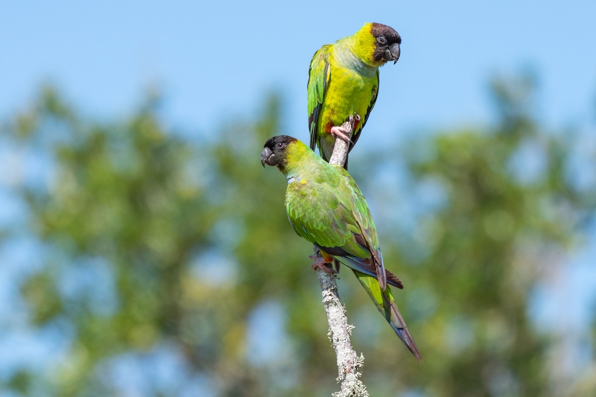 Nanday Parakeet - ML642263139