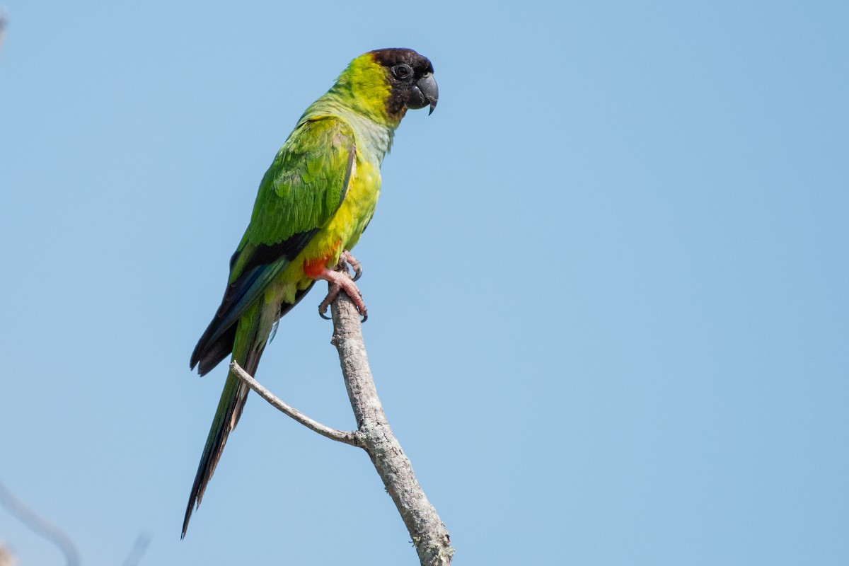 Nanday Parakeet - ML642263140