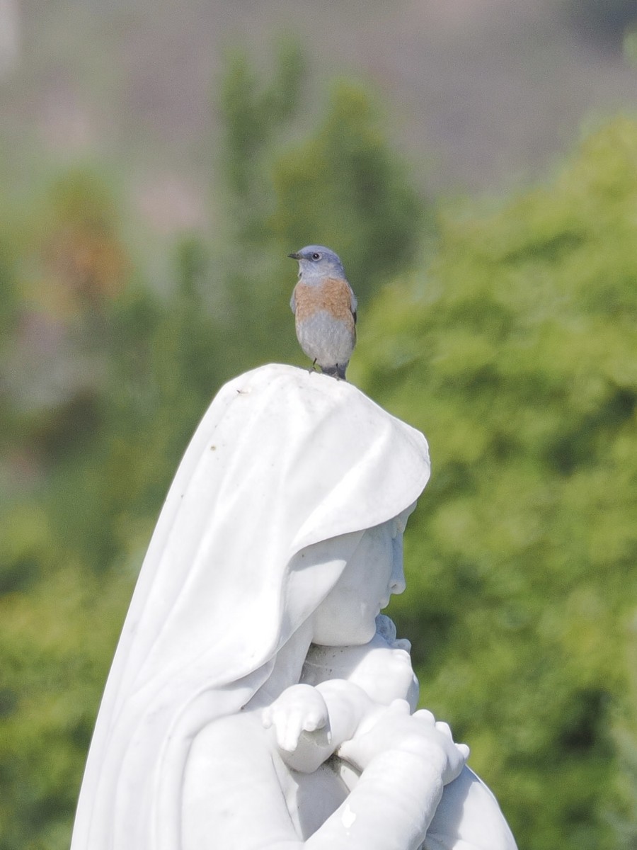 Western Bluebird - ML642263145