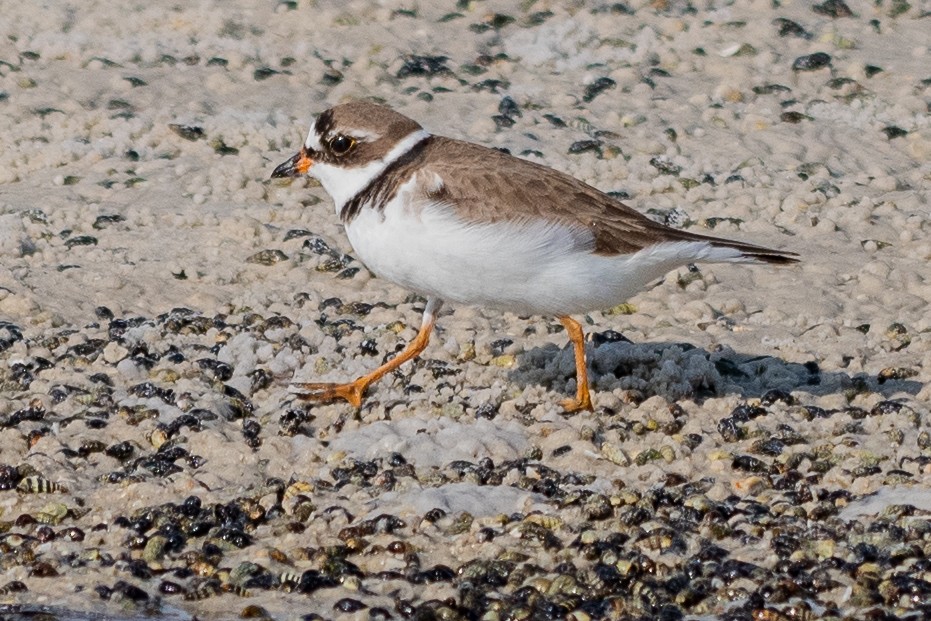 Semipalmated Plover - ML642263151