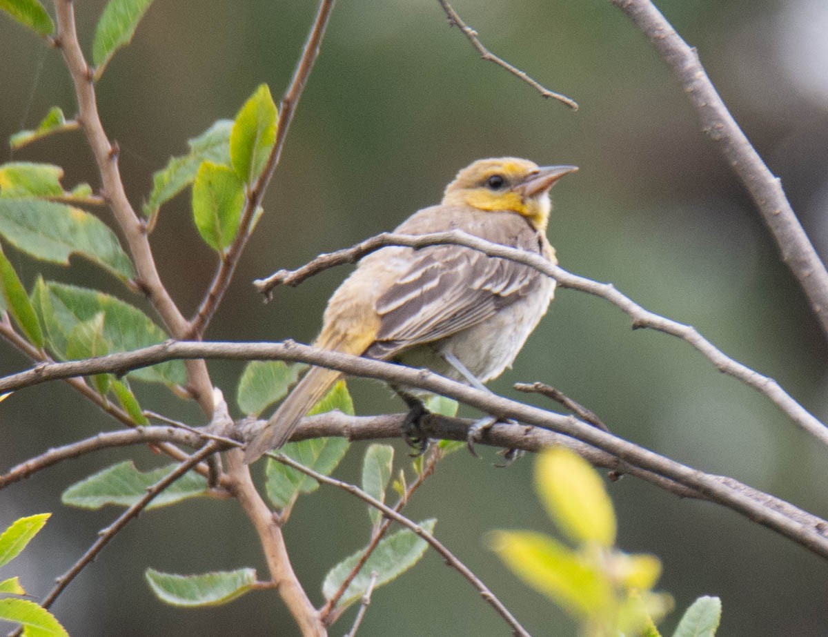 Bullock's Oriole - ML642263153