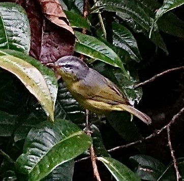 Gray-hooded Warbler - ML642263176