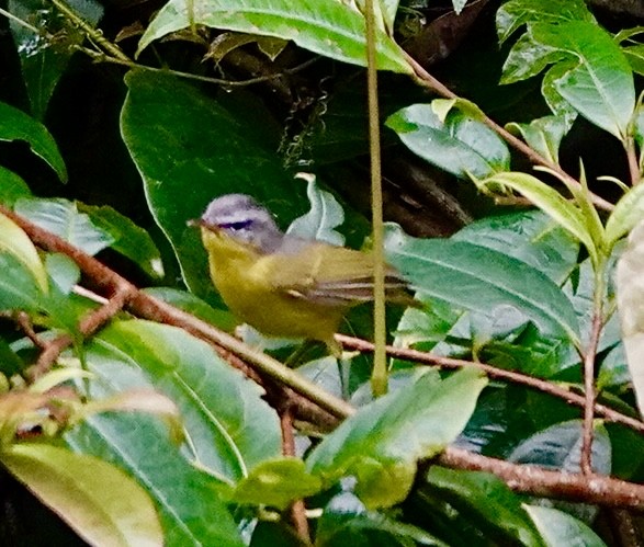 Gray-hooded Warbler - ML642263177