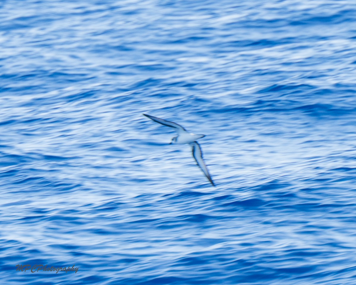 Black-winged Petrel - ML642263182