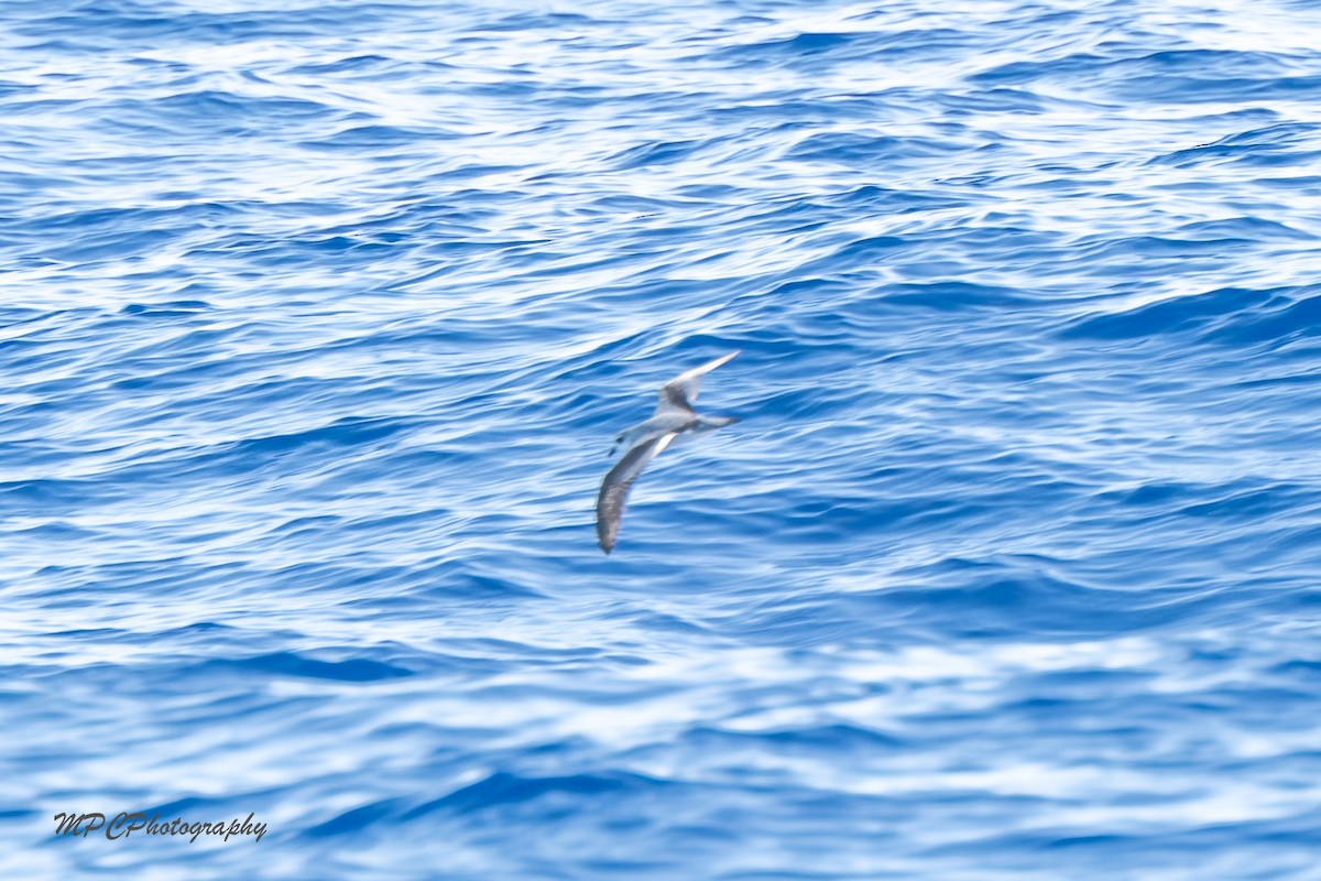 Black-winged Petrel - ML642263183