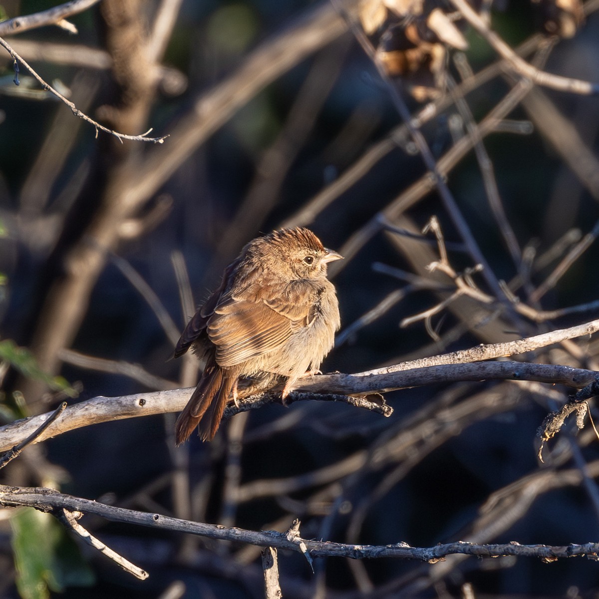 Rufous-crowned Sparrow - ML642263187
