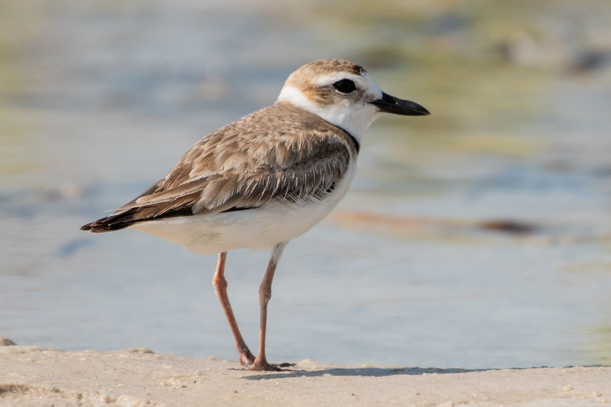 Wilson's Plover - ML642263188
