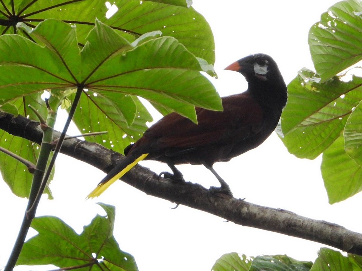 Cassique de Montezuma - ML642263195