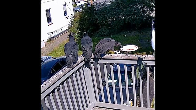Black Vulture - ML642263197