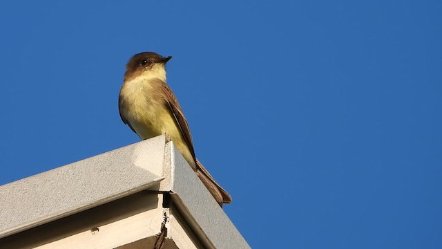 Ak Karınlı Fibi - ML642263198