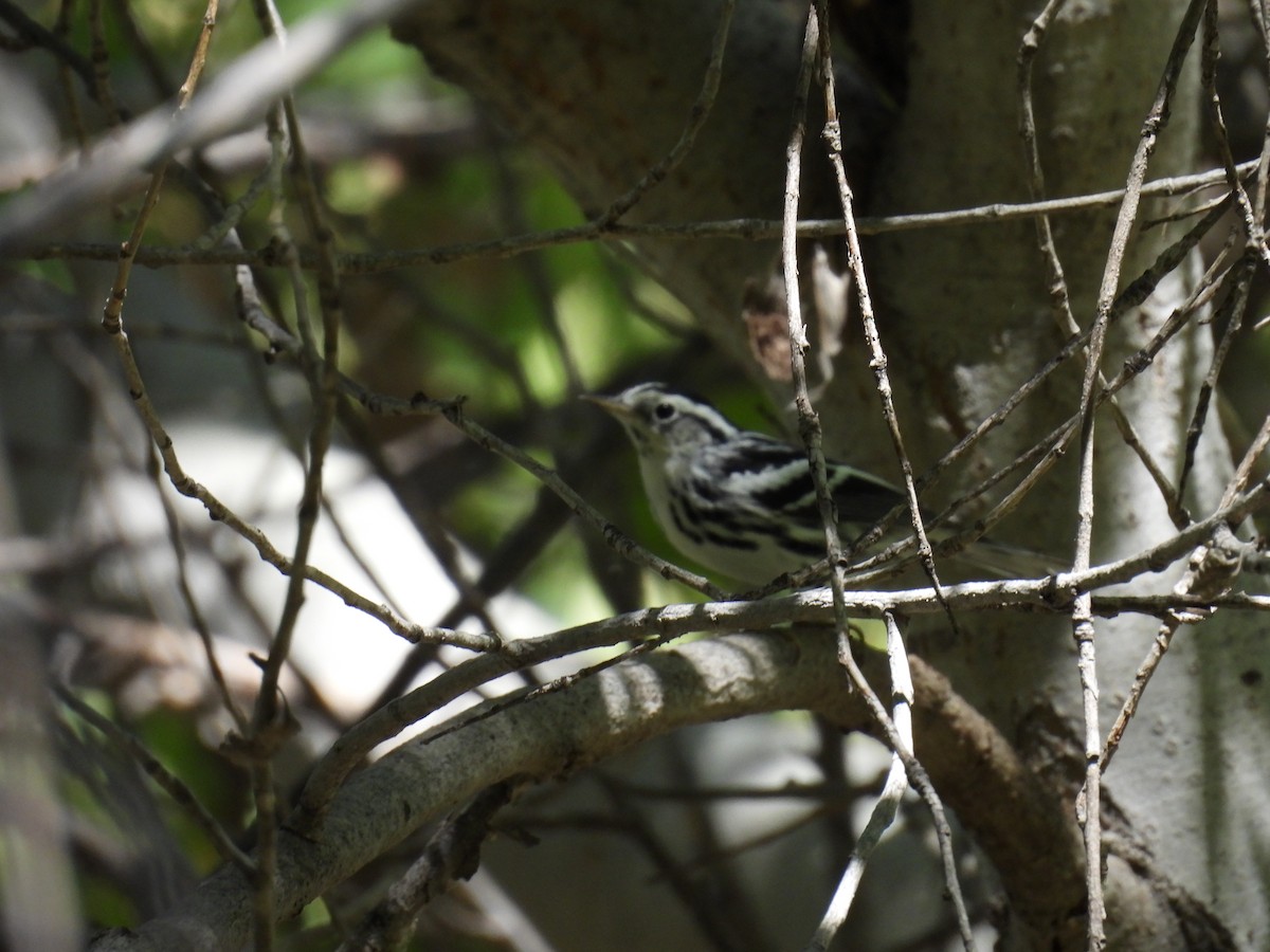 Black-and-white Warbler - ML642263219