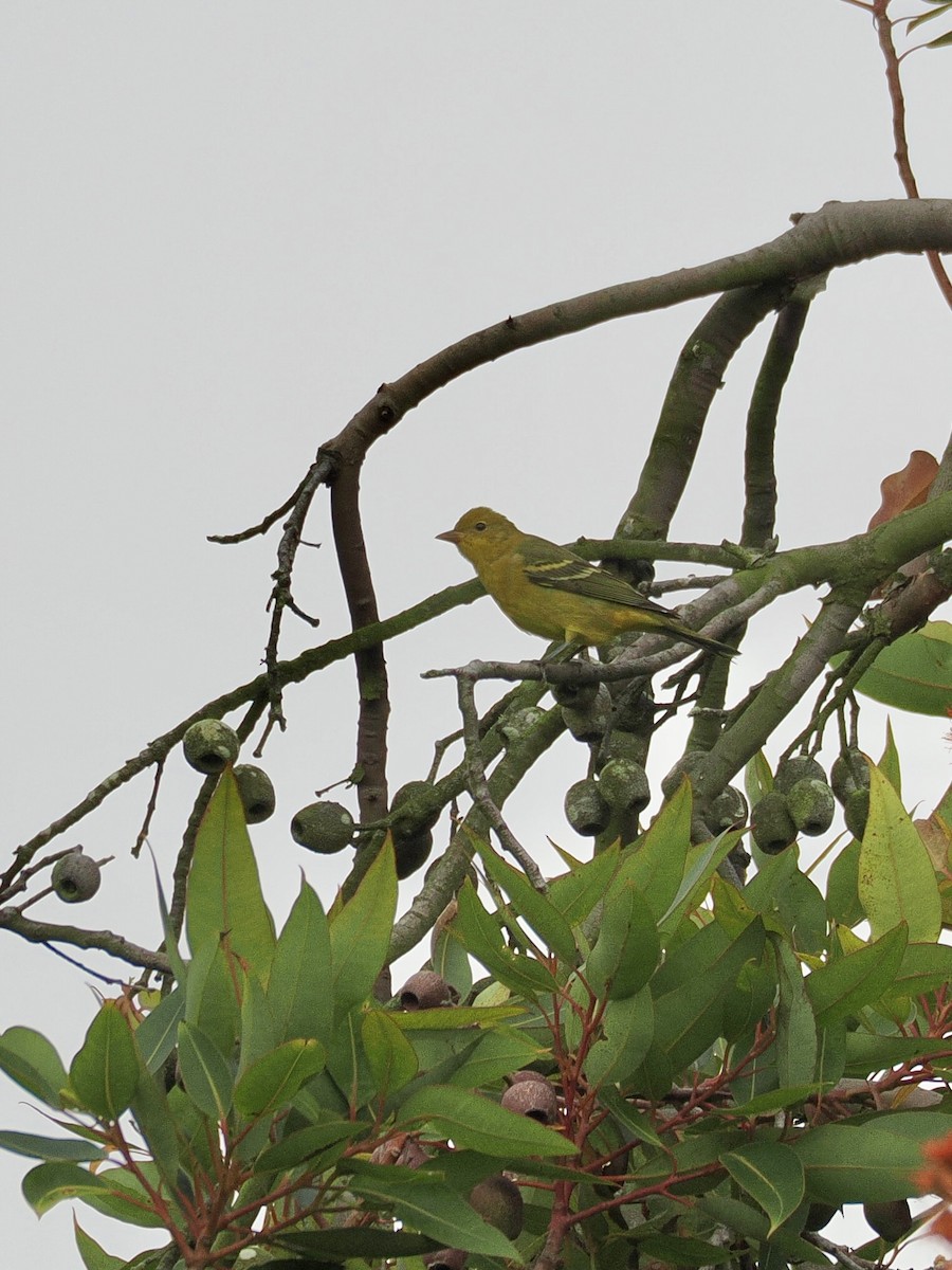 Western Tanager - ML642263256
