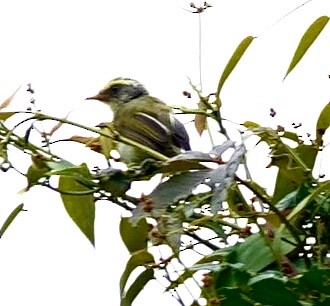 ヒマラヤムシクイ - ML642263262
