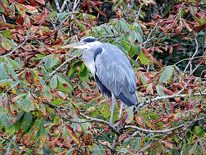 Хөх дэглий - ML642263263