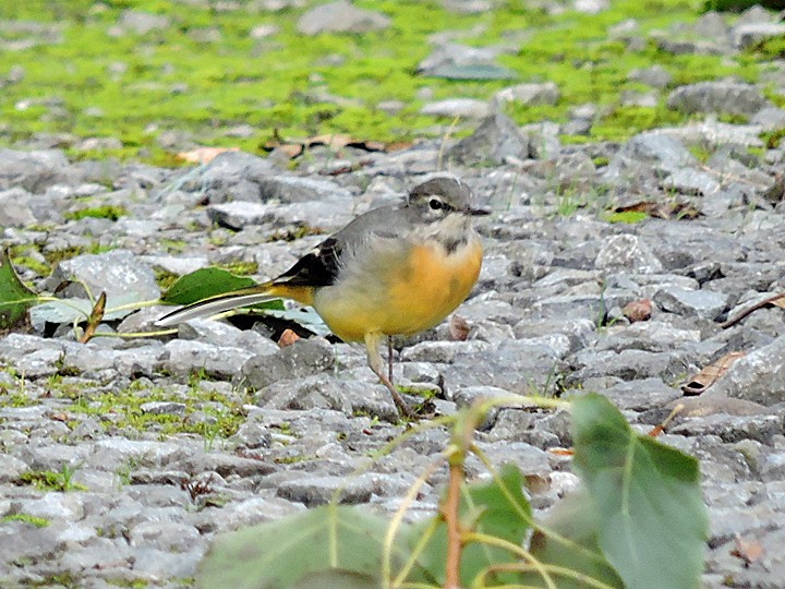 Уулын цэгцгий - ML642263265