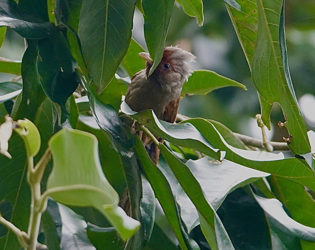 Rusty-fronted Barwing - ML642263269