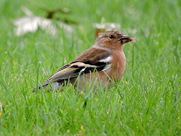 Дуулгат бужирга - ML642263270