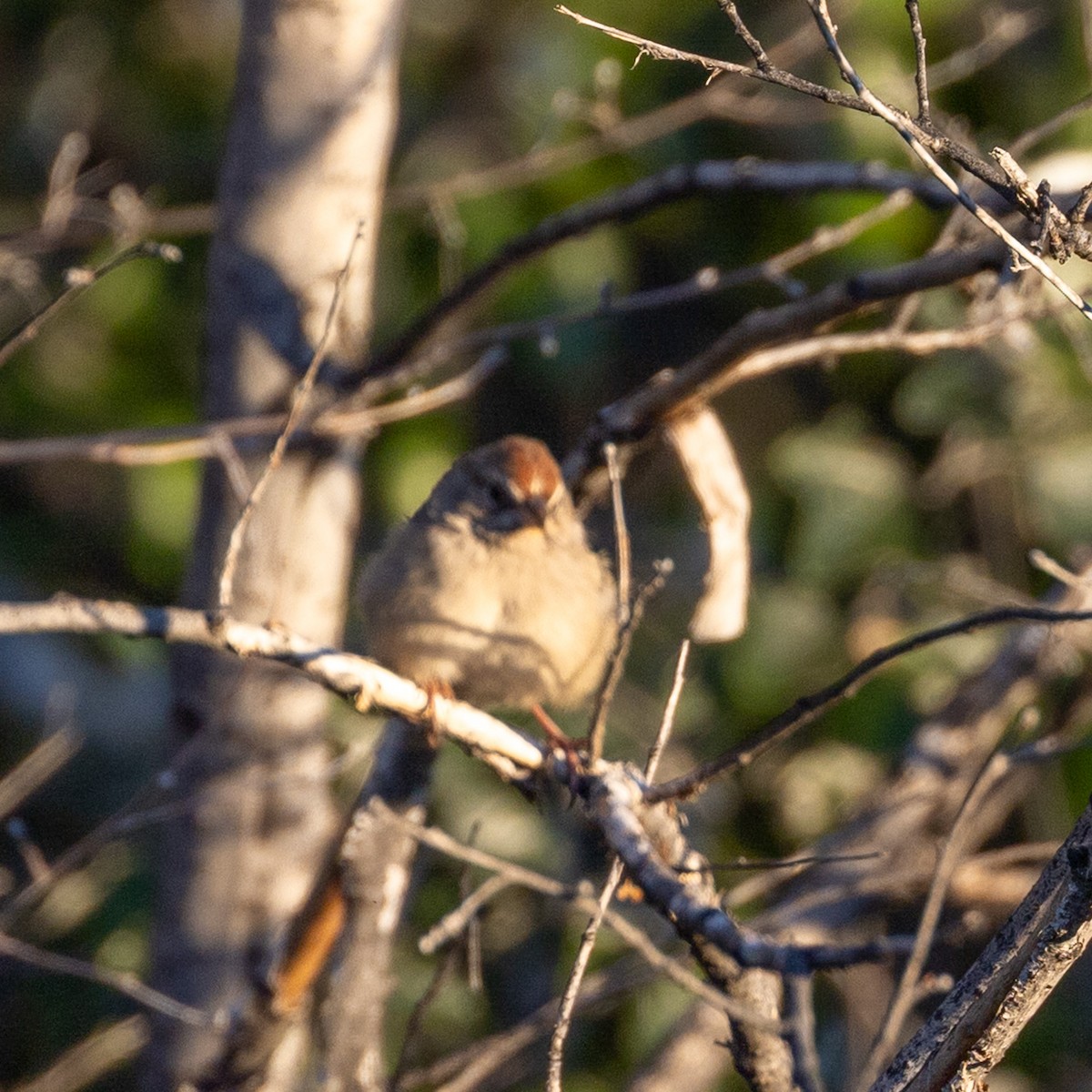 Rufous-crowned Sparrow - ML642263271