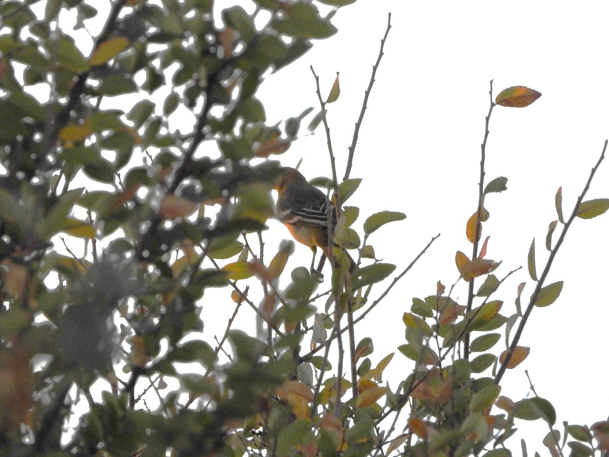 Baltimore Oriole - ML642263305