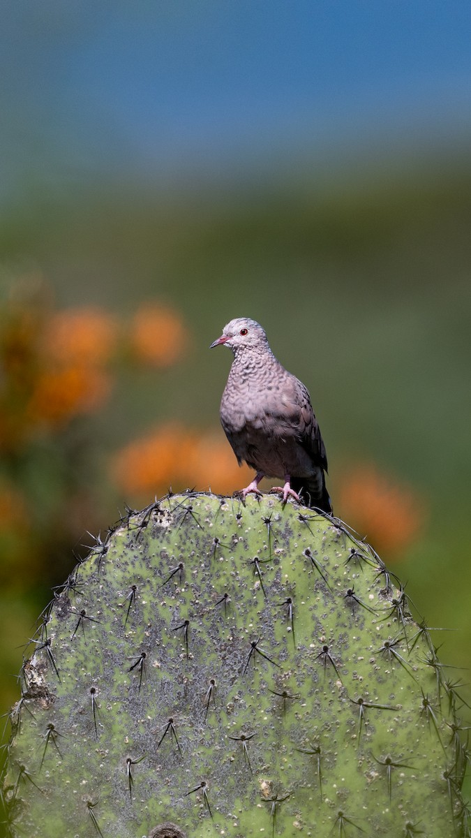 Common Ground Dove - ML642263318