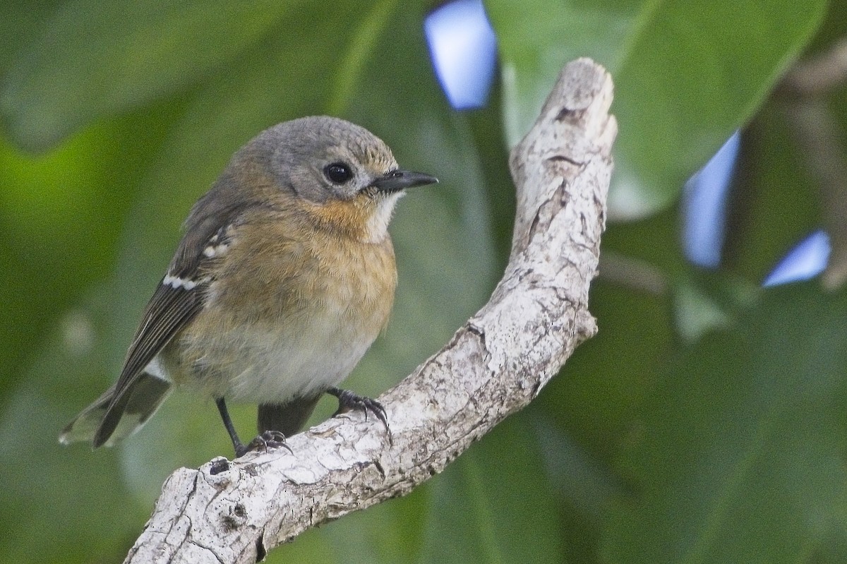 Kauai Elepaio - ML642263319