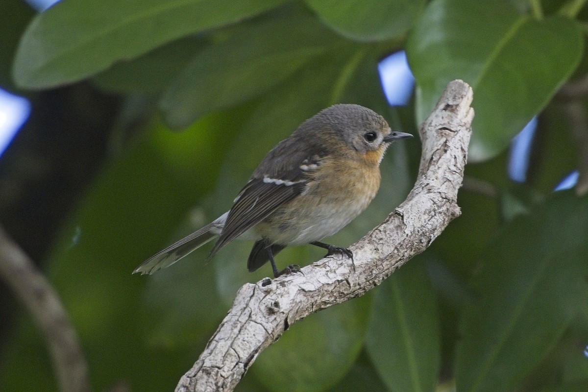 Kauai Elepaio - ML642263320