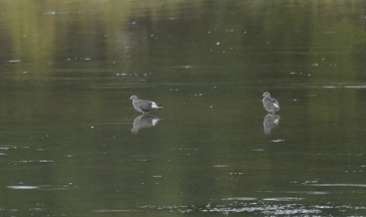 Lesser/Greater Yellowlegs - ML642263329