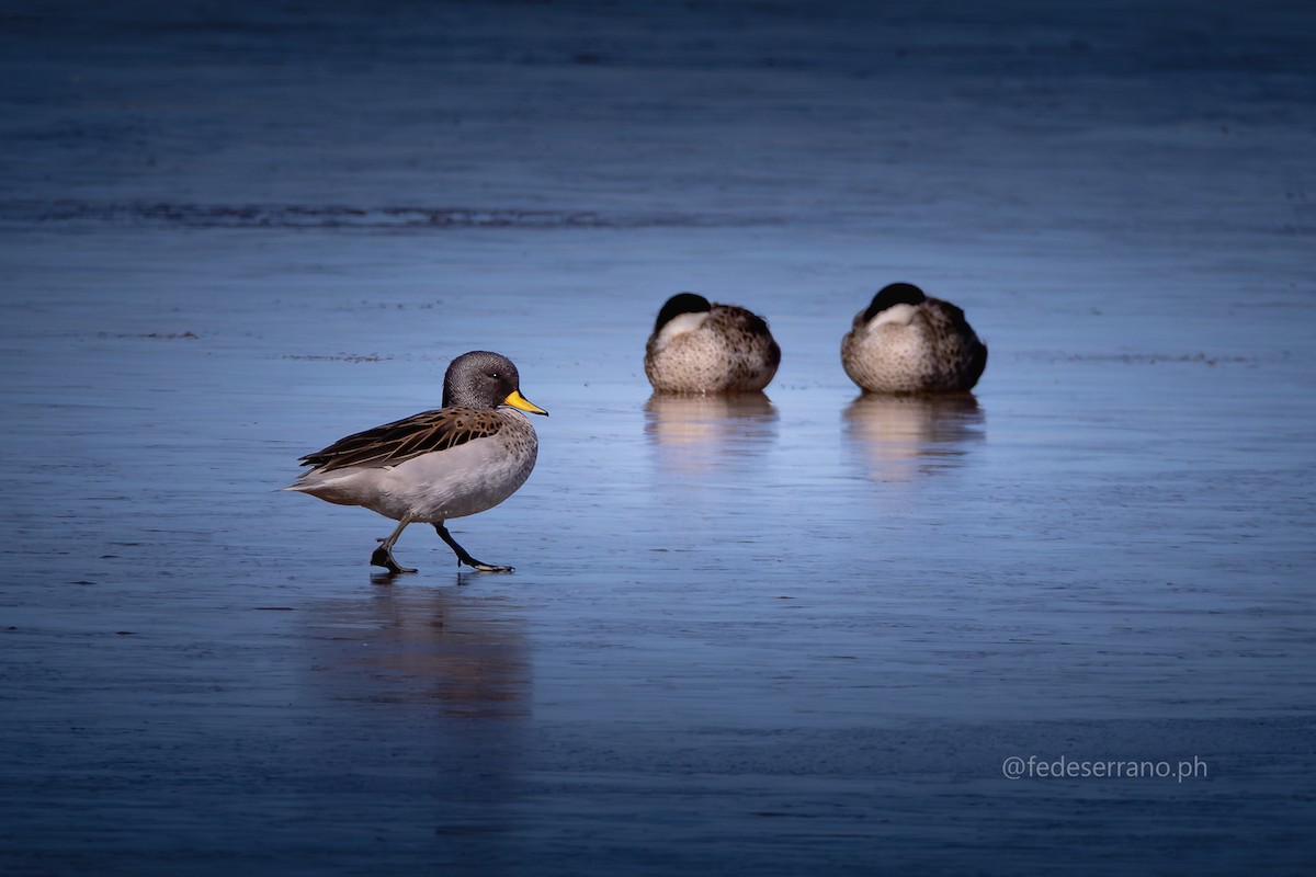 Yellow-billed Teal (oxyptera) - ML642263356