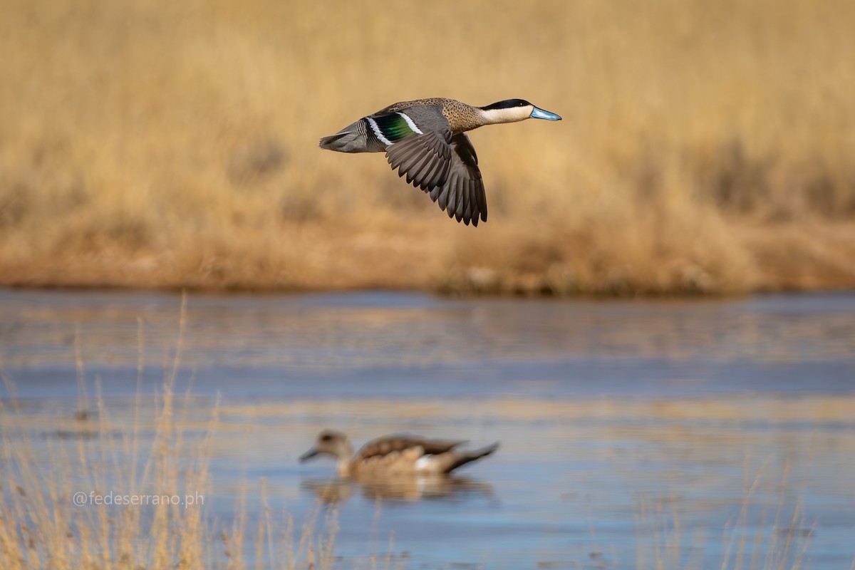 Puna Teal - ML642263378