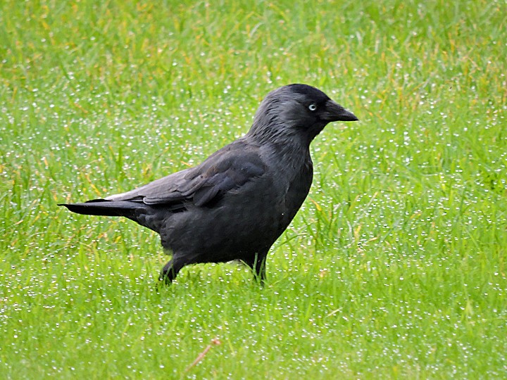 Харлаг хэрээ - ML642263379