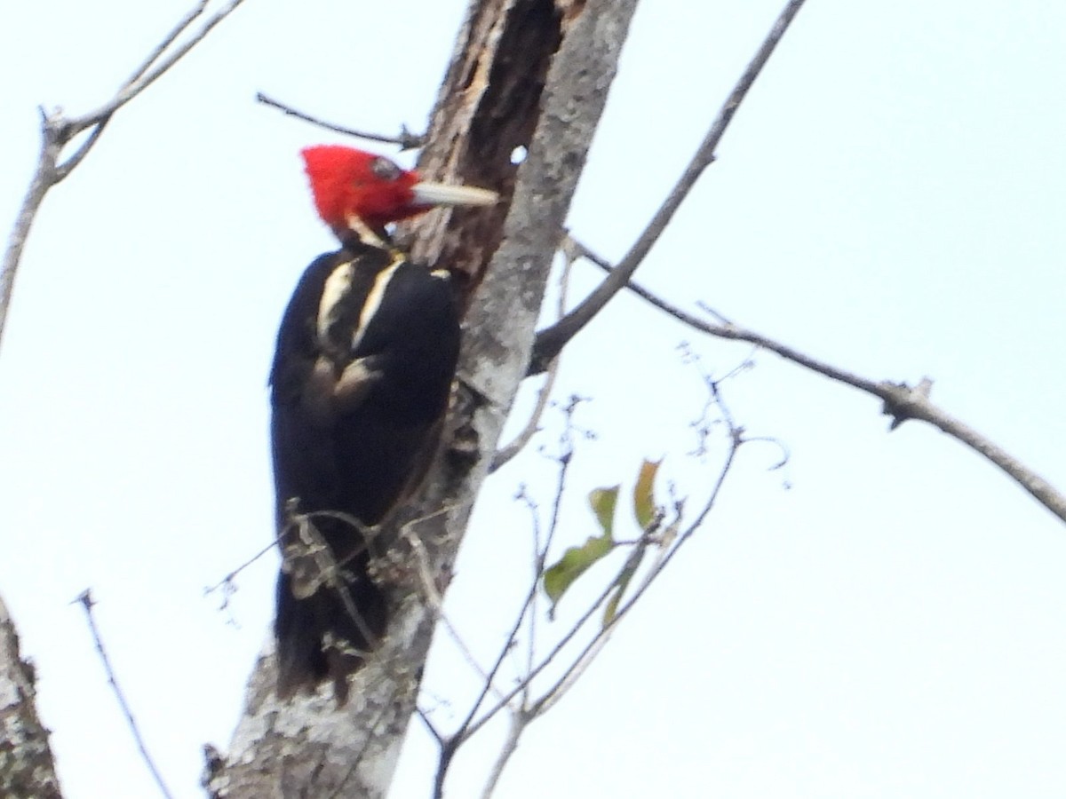 Pale-billed Woodpecker - ML642263382