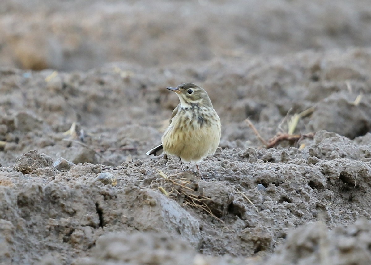 American Pipit - ML642263390