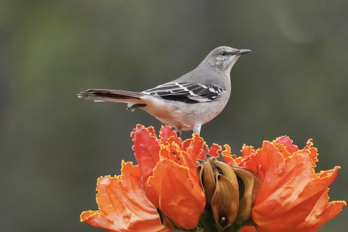 Northern Mockingbird - ML642263409