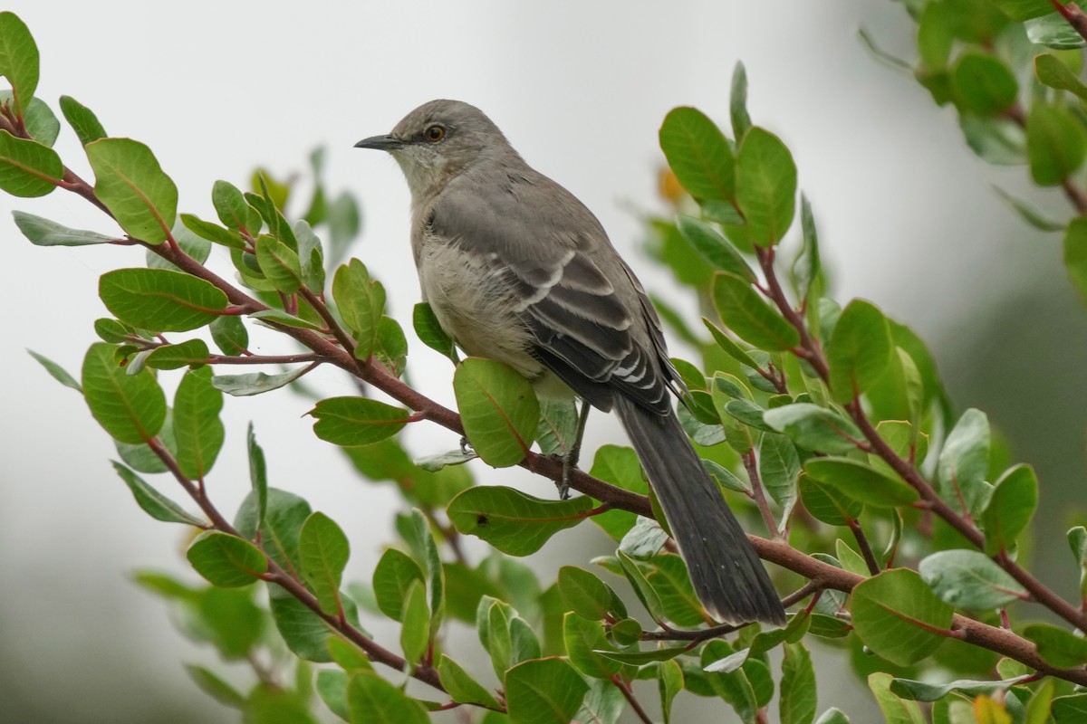 Northern Mockingbird - ML642263411