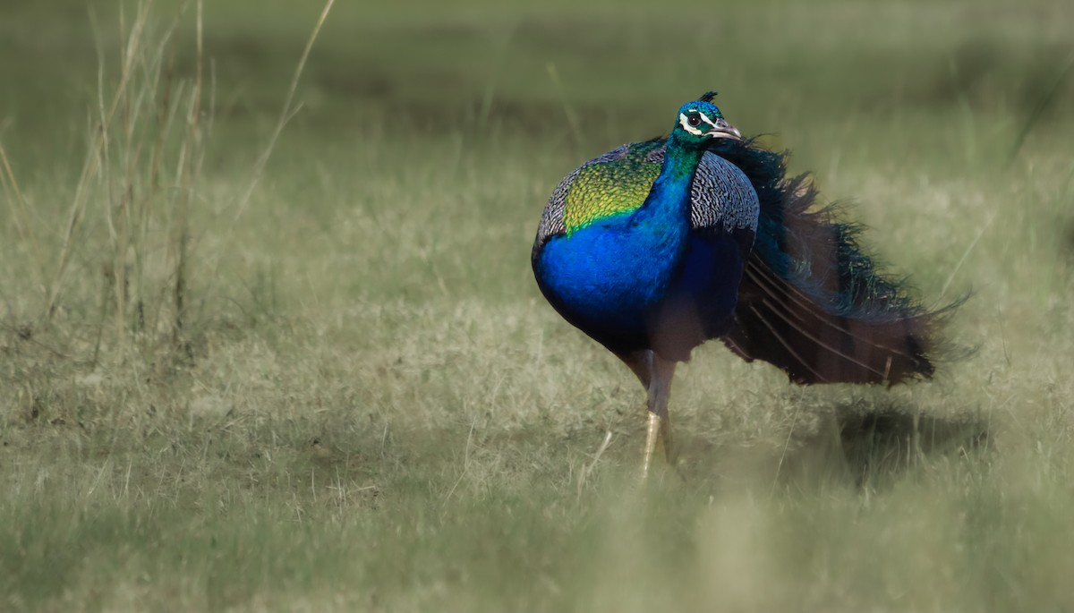 Indian Peafowl - ML642263420