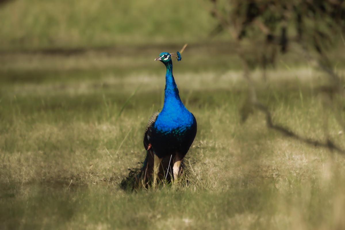Indian Peafowl - ML642263421